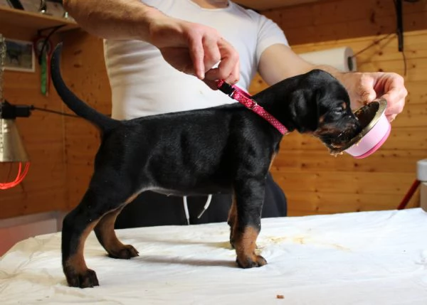 Cuccioli di Dobermann  | Foto 3