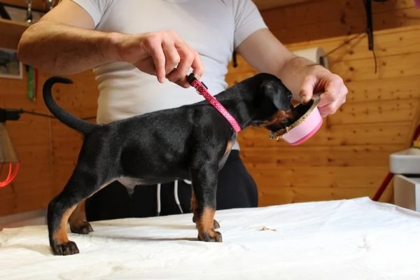 Cuccioli di Dobermann 