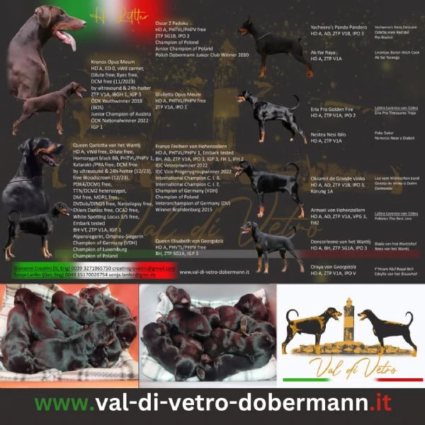 Cuccioli di Dobermann  | Foto 1