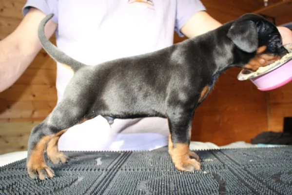 Cuccioli di Dobermann 