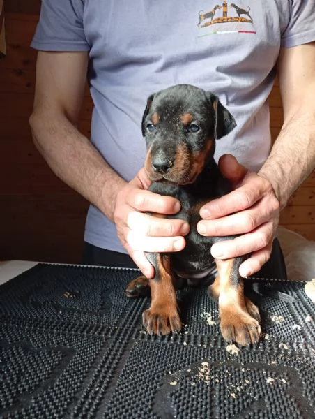 Cuccioli di Dobermann  | Foto 8