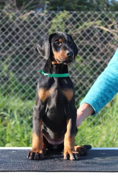 Cuccioli di Dobermann  toscana da allevamento | Foto 4