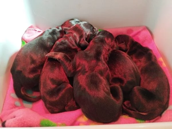 Cuccioli di Dobermann  | Foto 1