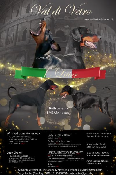 Cuccioli di Dobermann 