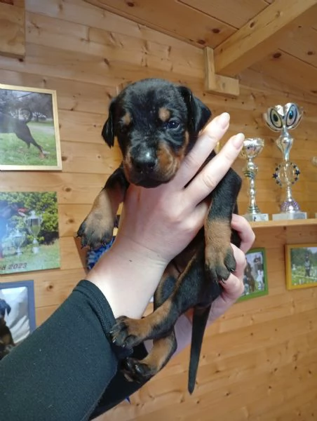 Dobermann cuccioli da allevamento | Foto 2