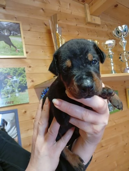 Dobermann cuccioli da allevamento | Foto 1