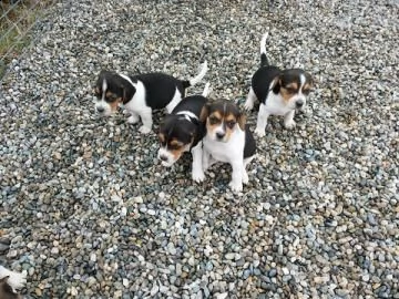 cuccioli beagle tricolore