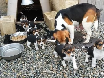 cuccioli beagle tricolore | Foto 0