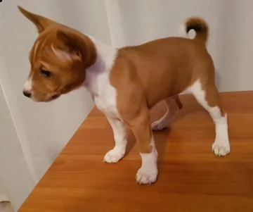 disponibili cuccioli di basenji con pedigree
