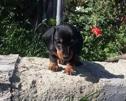 cuccioli di bassotto tedesco nano a pelo duro | Foto 0
