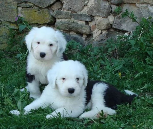 disponibili cuccioli di bobtail con pedigree