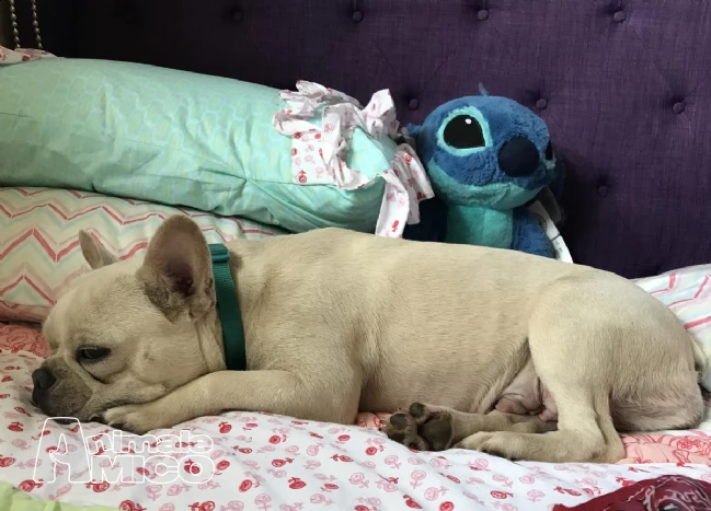 bulldog bouledogue francesi | Foto 2