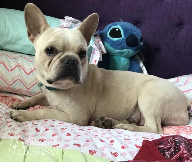 bulldog bouledogue francesi | Foto 1