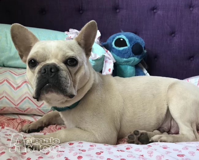bulldog bouledogue francesi