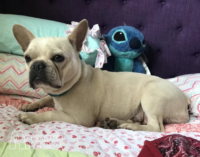 bulldog bouledogue francesi | Foto 0