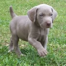 cuccioli di weimaraner