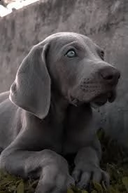 cuccioli di weimaraner | Foto 0