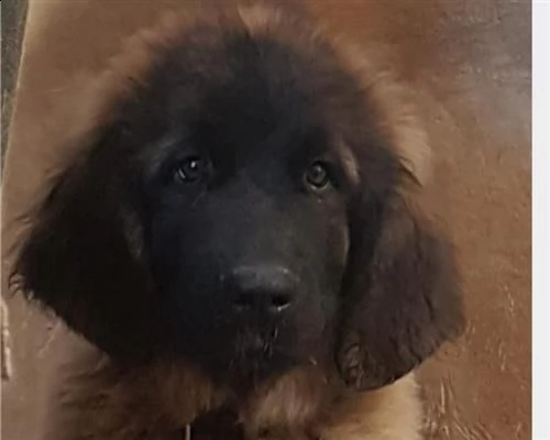 cuccioli leonberger disponibili | Foto 0