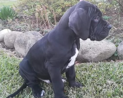 cucciolo di alano maschio e femmina nero