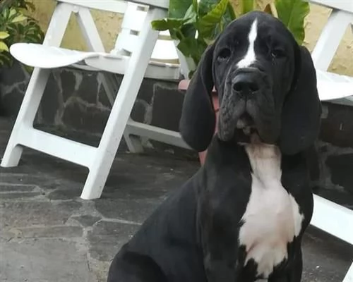 cucciolo di alano maschio e femmina nero | Foto 0