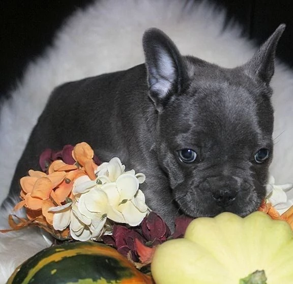 bouledogue - bulldog francese nero cuccioli | Foto 1