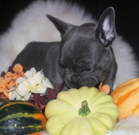 bouledogue - bulldog francese nero cuccioli | Foto 0