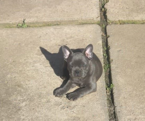 bulldog francese cuccioli blu