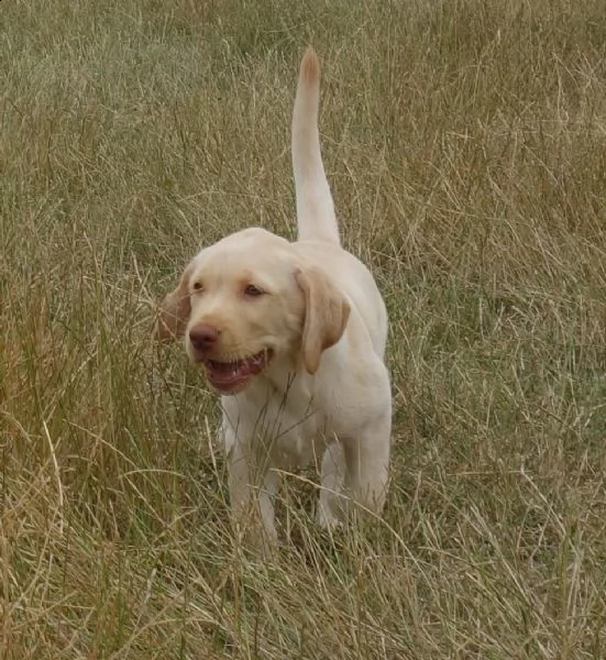labradore retriever cuccioli con pedigrée | Foto 1