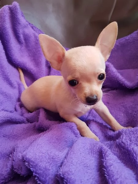 bellissimi cuccioli di chihuahua | Foto 1