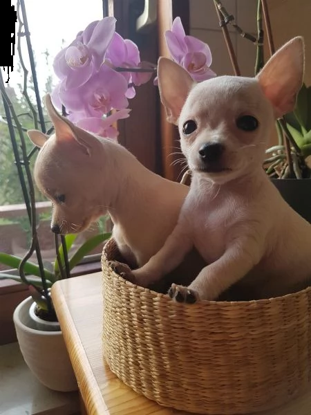 bellissimi cuccioli di chihuahua