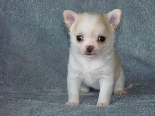 chihuahua cuccioli stupendi con pedigree  | Foto 3
