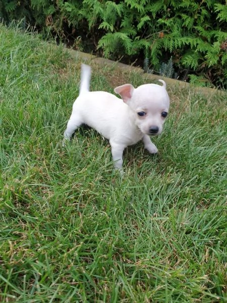 chihuahua cuccioli stupendi con pedigree  | Foto 0