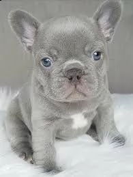 bulldog francese meravigliosi