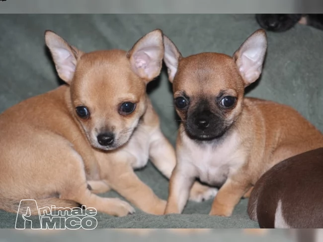 bellissimo chihuahua 