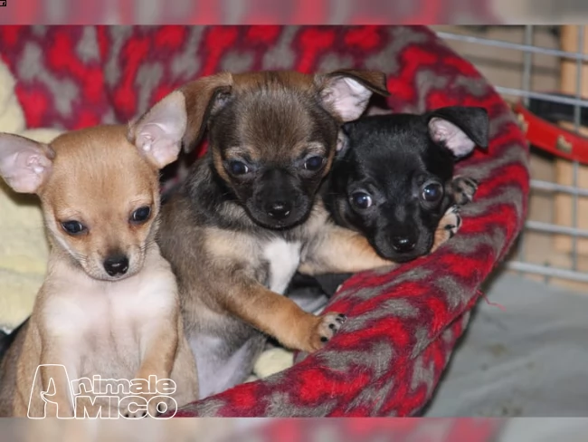 bellissimo chihuahua  | Foto 0