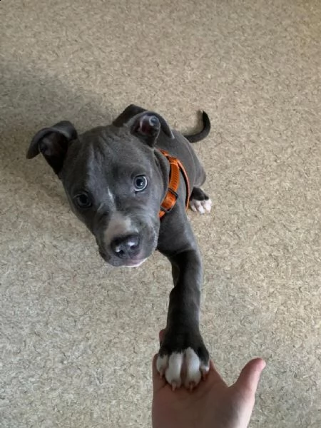 cuccioli pitbull alta genealogia | Foto 0