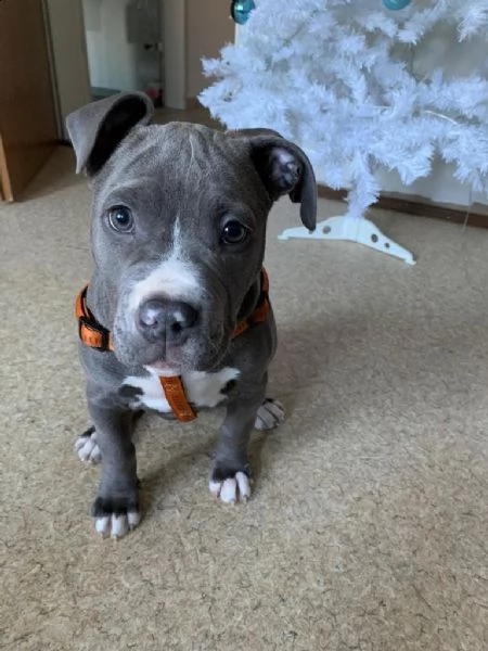 cuccioli pitbull alta genealogia