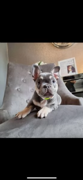 cuccioli di bouledogue francese (colore blu) | Foto 5