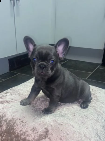 cuccioli di bouledogue francese (colore blu) | Foto 4