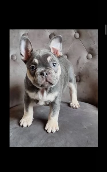 cuccioli di bouledogue francese (colore blu) | Foto 3