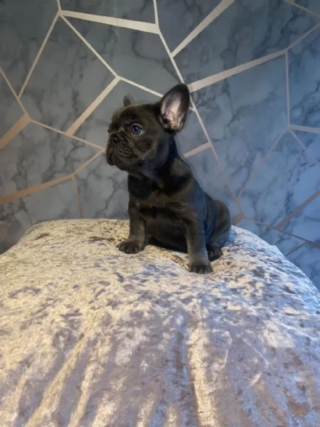 cuccioli di bouledogue francese (colore blu) | Foto 2