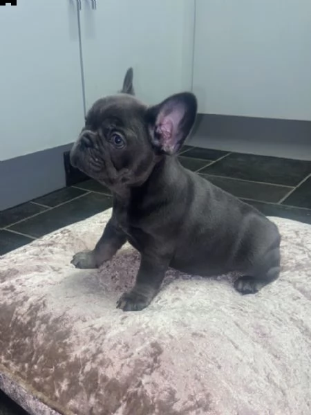 cuccioli di bouledogue francese (colore blu) | Foto 1