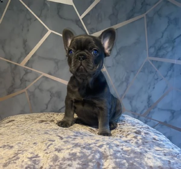 cuccioli di bouledogue francese (colore blu)