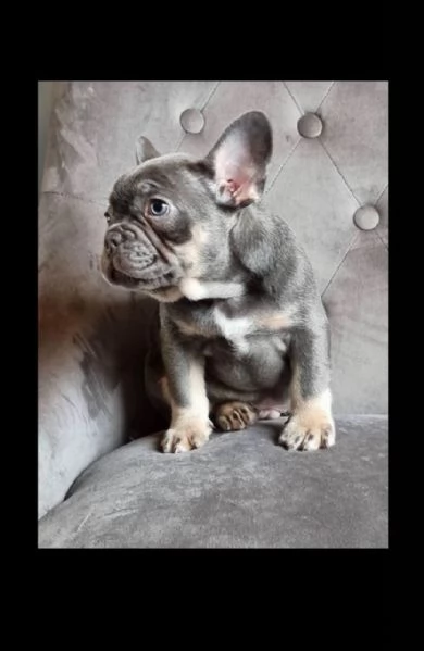 cuccioli di bouledogue francese (colore blu) | Foto 0