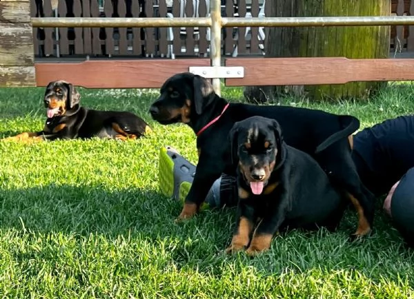 3 splendidi cuccioli di dobermann | Foto 2