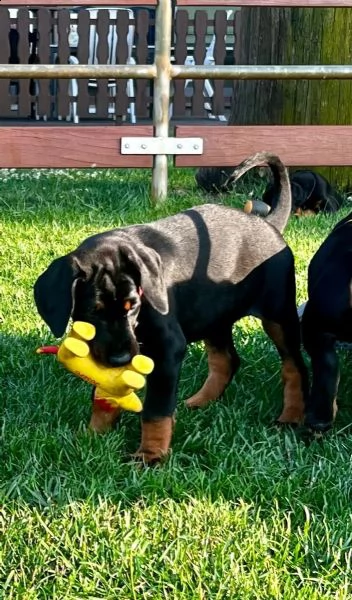 3 splendidi cuccioli di dobermann | Foto 1
