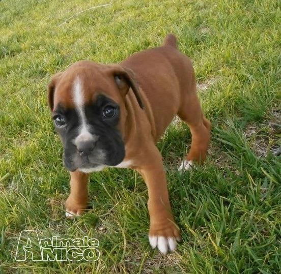 cuccioli di boxer per adozione ( maschio e femmina )