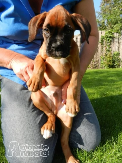 cuccioli di boxer per adozione ( maschio e femmina ) | Foto 0