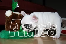 bouledogue bulldog francese cuccioli disponibili