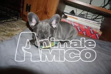 bouledogue bulldog francese cuccioli disponibili | Foto 0